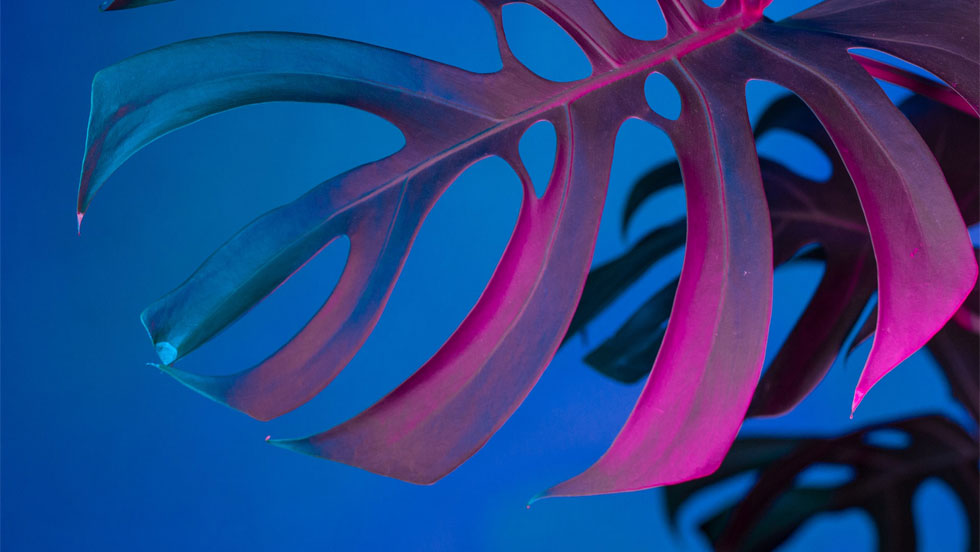 blog image monstera plant