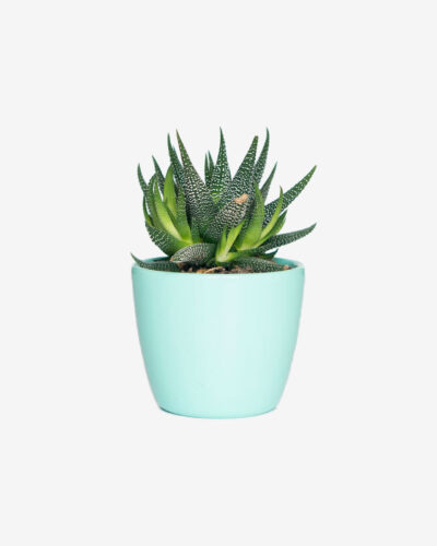 product image ceramic flower pot